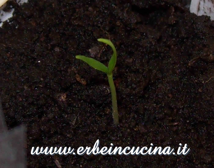 Peperoncino Piri Piri Algarve appena nato / Newborn Piri Piri Algarve chili pepper plant