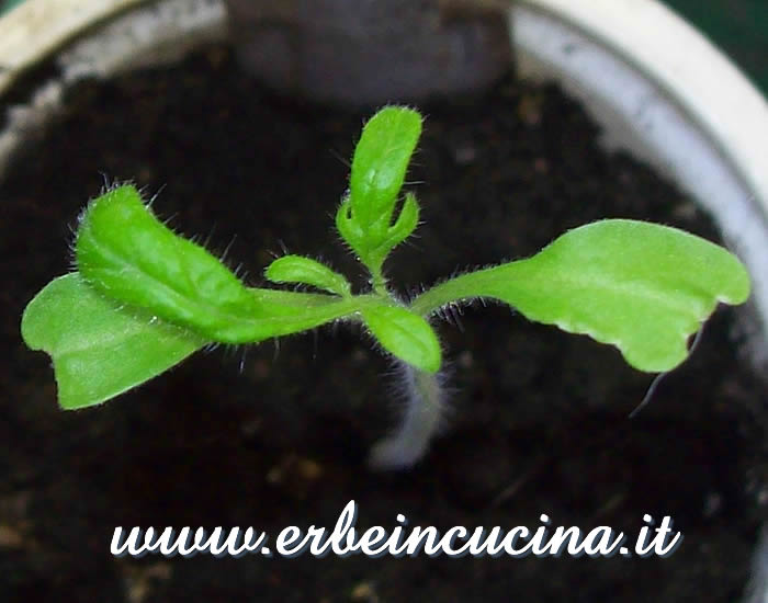 Pomodoro Bear Claw, prime foglie vere / Bear Claw Tomato Plant, first true leaves