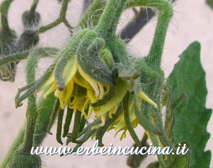 Fiori di Pomodoro Bear Claw / Bear Claw Tomato flowers