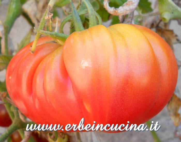 Pomodoro Bear Claw maturo / Ripe Bear Claw Tomato