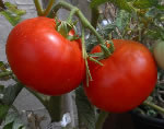 Belmonte tomato