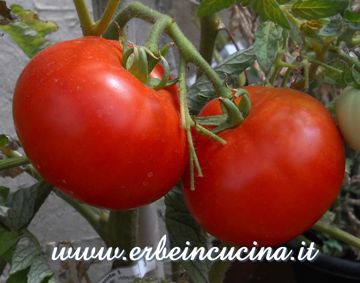 Pomodori Belmonte maturi / Ripe Belmonte tomatoes