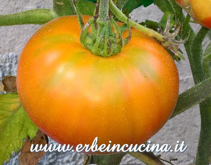 Pomodoro Big Rainbow maturo / Ripe Big Rainbow tomato