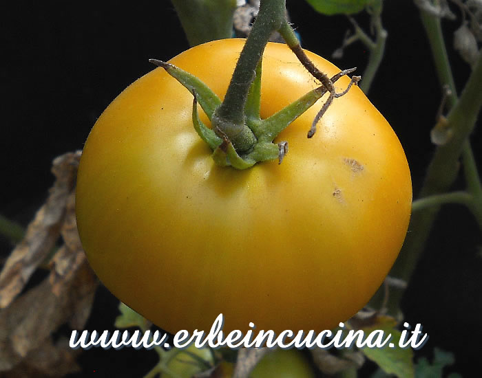 Pomodoro Brandywine Yellow maturo / Ripe Brandywine Yellow tomato