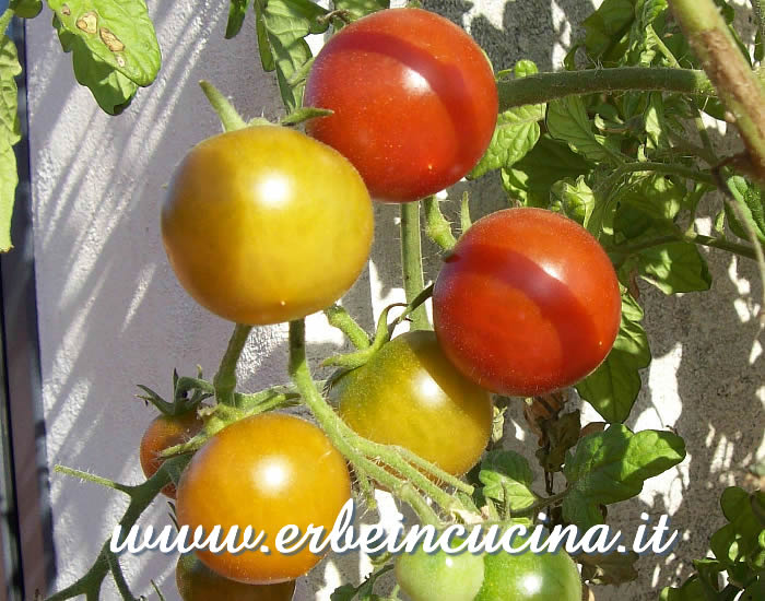 Pomodori Cherry Black a vari stadi di maturazione / Ripe and unripe Cherry Black Tomatoes