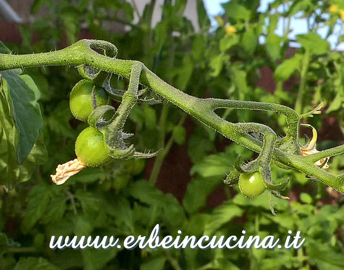 Pomodori ciliegino Rosella non ancora maturi / Unripe Cherry Rosella tomatoes