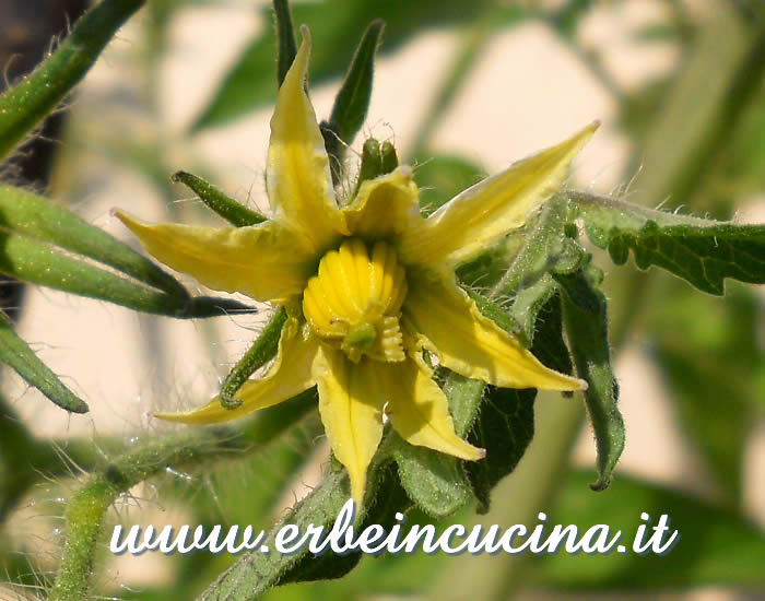 Fiore di pomodoro Nero di Crimea / Black Crimea Tomato Flower