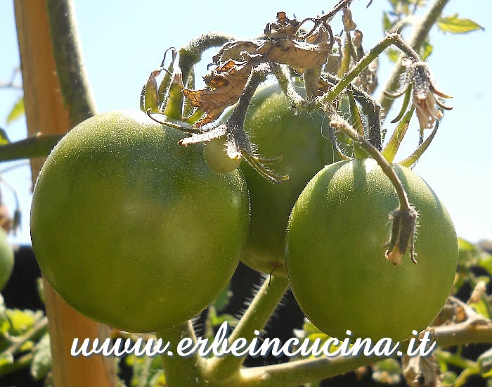 Pomodori Nero di Crimea non ancora maturi / Unripe Black Crimea Tomatoes