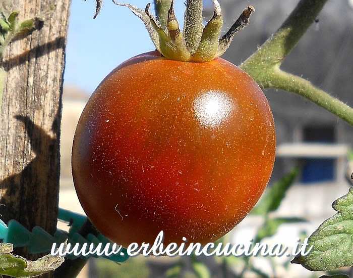 Pomodoro Nero di Crimea maturo / Ripe Black Crimea Tomato