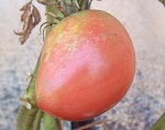 Ribbed (Cuore di Bue) tomato