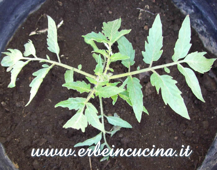 Pomodoro Cuore di Bue trapiantato / Ribbed (Cuore di Bue) Tomato, transplanted plant