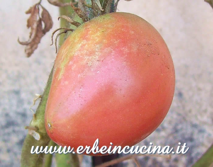 Pomodoro Cuore di Bue maturo / Ripe Ribbed (Cuore di Bue) Tomato