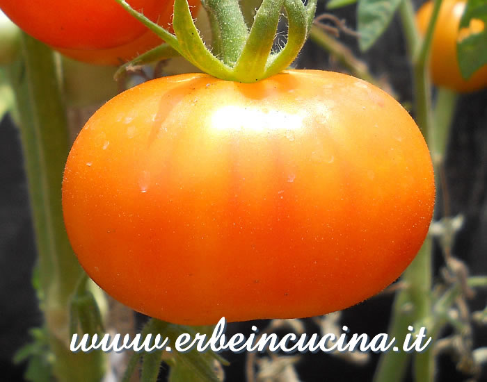 Pomodoro Golden Queen maturo / Ripe Golden Queen tomato