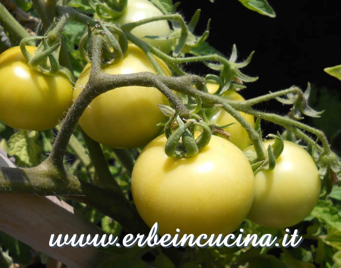 Pomodori Golden Sunrise a vari stadi di maturazione / Ripe and unripe Golden Sunrise tomatoes