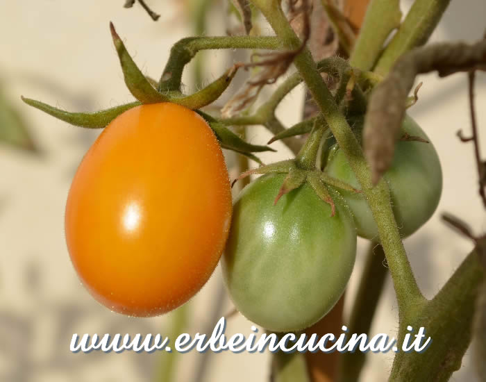 Pomodori Lemon Plum a vari stadi di maturazione / Ripe and unripe Lemon Plum Tomatoes