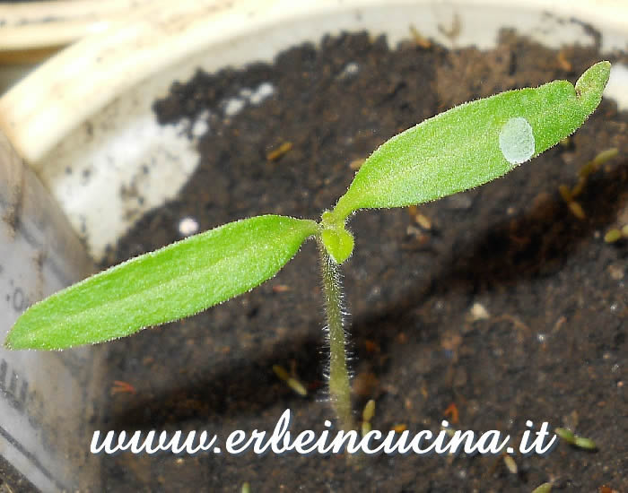 Pomodoro Muchamiel Tardio, prime foglie vere / Muchamiel Tardio Tomato, first true leaves
