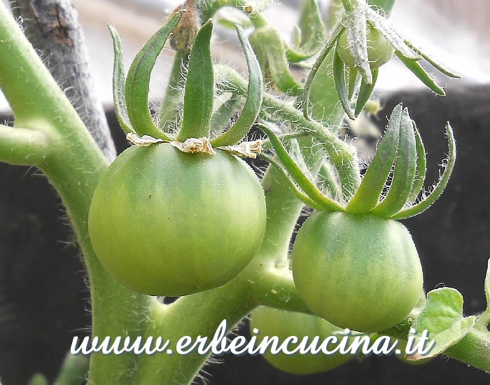 Pomodori Muchamiel Tardio non ancora maturi / Unripe Muchamiel Tardio tomatoes