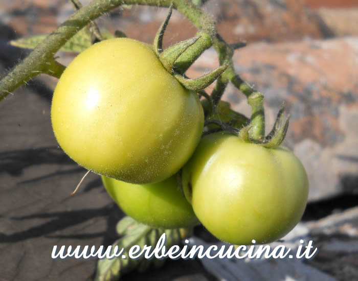 Pomodoro Sub Arctic Plenty non maturo / Unripe Sub Arctic Plenty tomato