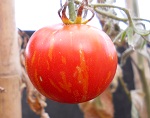 Tigerella tomato