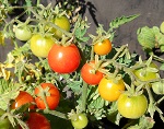 Tiny Tim tomato