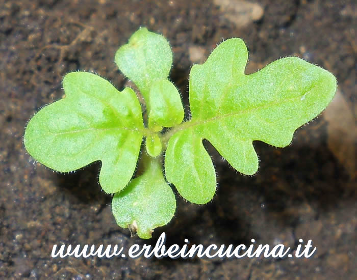 Pomodoro Tiny Tim, prime foglie vere / Tiny Tim Tomato, first true leaves