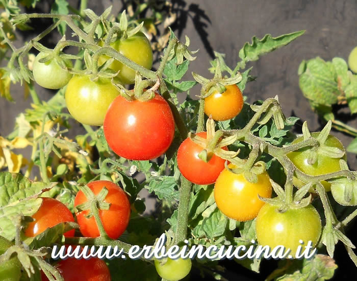 Pomodori Tiny Tim maturi / Ripe Tiny Tim Tomatoes