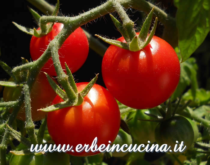 Pomodori Zukertraube maturi / Ripe Zukertraube tomatoes
