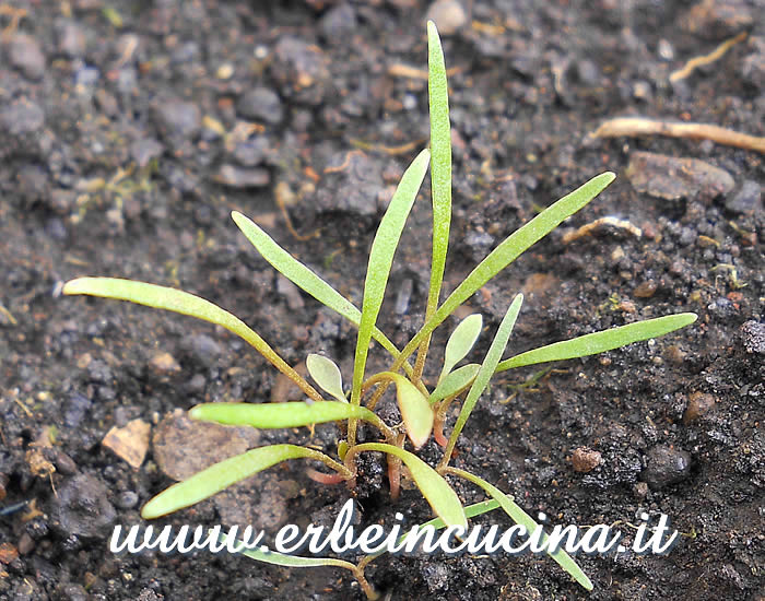 Portulaca invernale appena nata / Newborn winter purslane plants