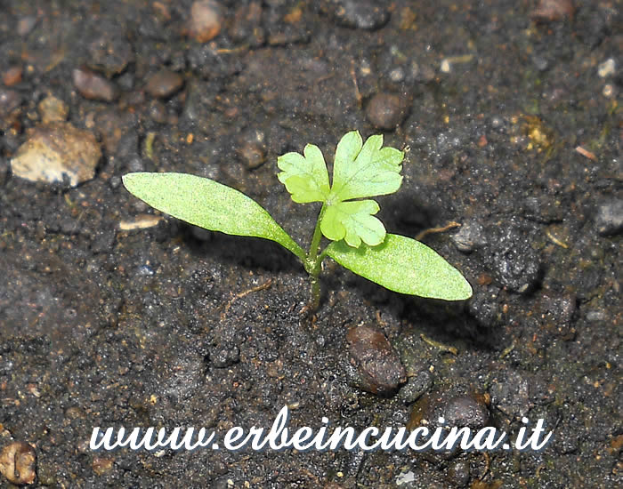 Prezzemolo Hamberg da radice, prima foglia vera / Hamberg root parsley, first true leaf
