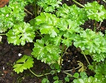 Curly leaf parsley