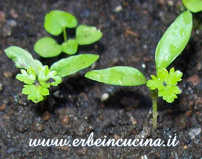 Piantine neonate di prezzemolo riccio / Newborn Curly Leaf Parsley Plants