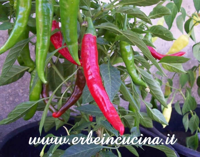 Peperoncino Red Devil maturo / Ripe Red Devil chili pepper pod