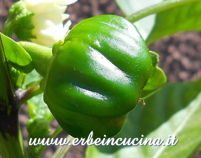 Peperoncino Round of Hungary non ancora maturo / Unripe Round of Hungary chili pepper pod