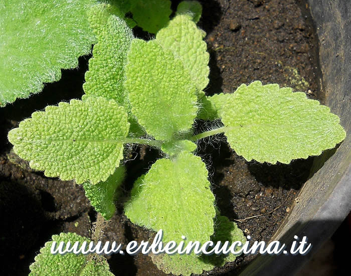 Giovane pianta di erba moscatella (salvia sclarea) / Clary sage young plant