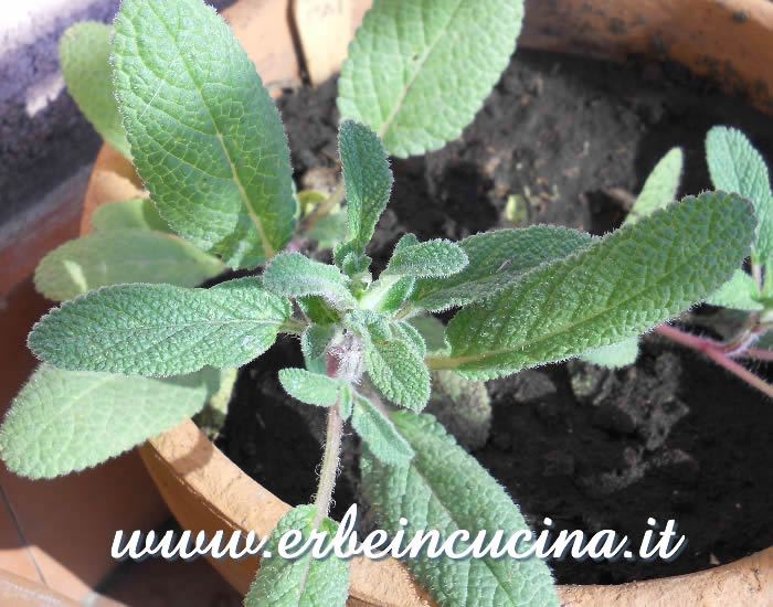 Giovane pianta di salvia viridis / Painted sage young plant