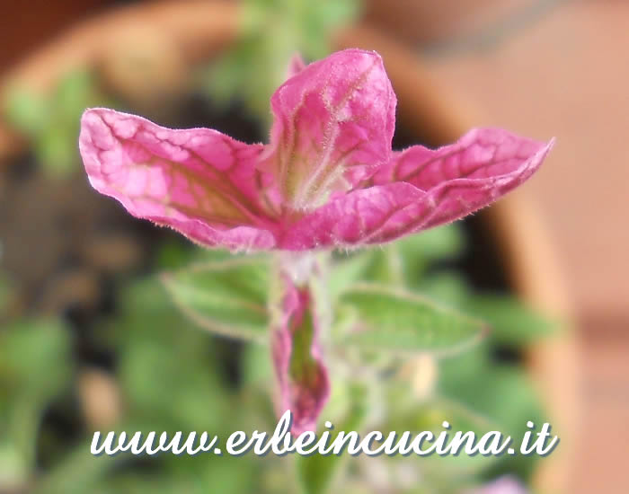 Fiore di salvia viridis / Painted sage flower