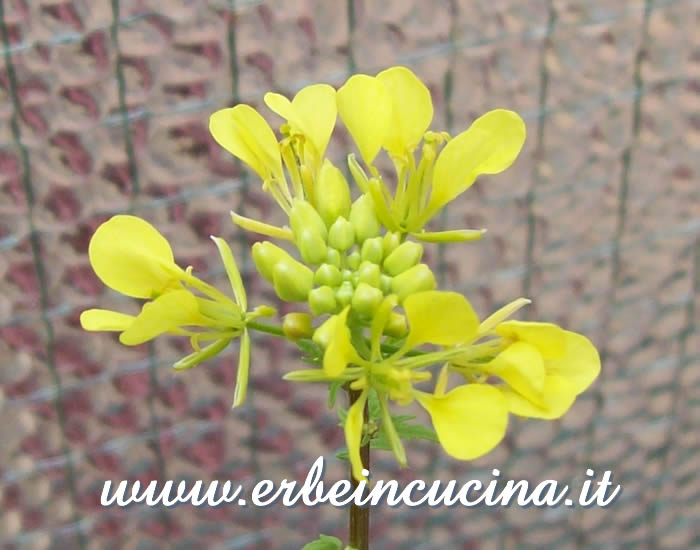 Fiore di Senape Bianca / White Mustard Flower
