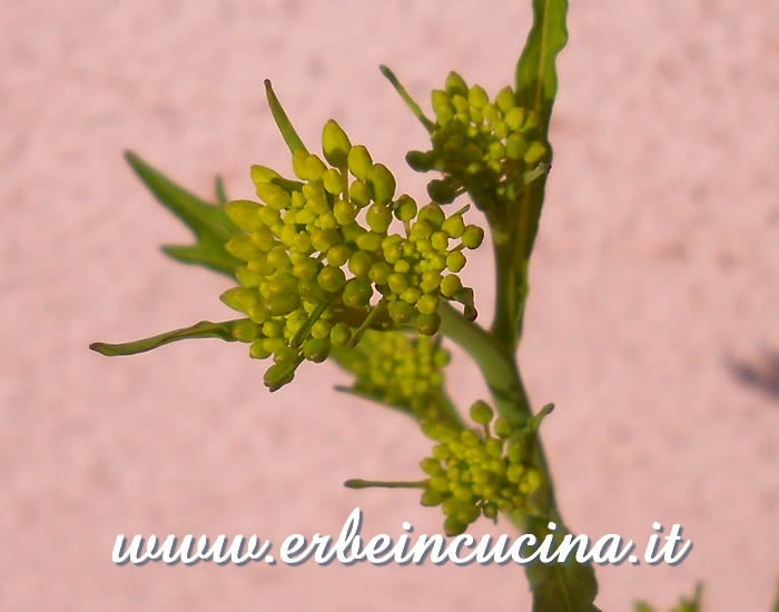 Senape indiana in fioritura / Broad Leaf Mustard flowers