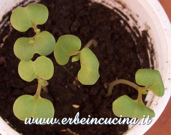 Piantine neonate / Newborn plants