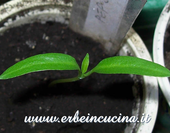 Peperone Senise, prima foglia vera / Senise Pepper, first true leaf