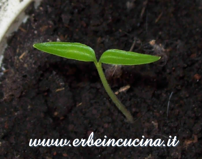 Peperoncino Tabasco appena nato / Newborn Tabasco chili plant