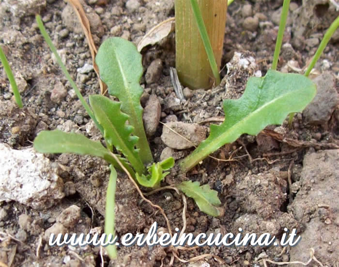 Piantina di tarassaco / Small dandelion plant