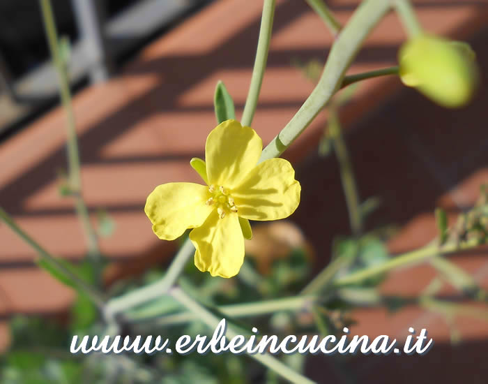 Fiore di cavolo d'Abissinia (texel) / Texel flower