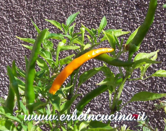Peperoncini Thai Orange a vari stadi di maturazione / Ripe and unripe Thai Orange chili pepper pods