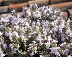 Orange-scented thyme