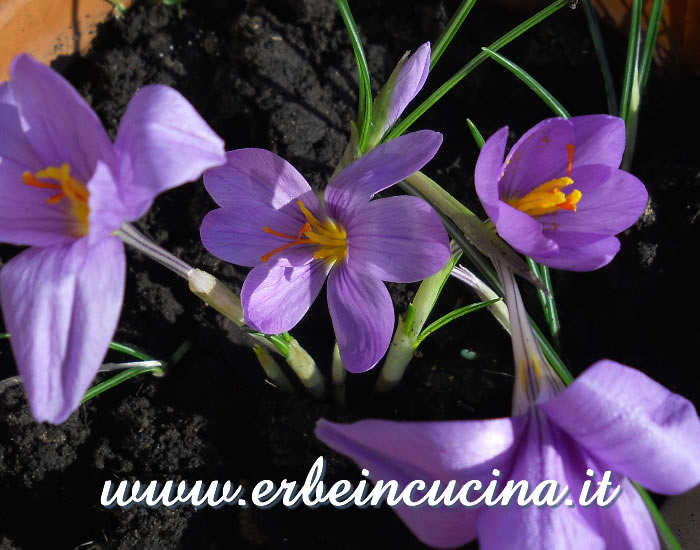 Fiori di zafferano / Saffron flowers