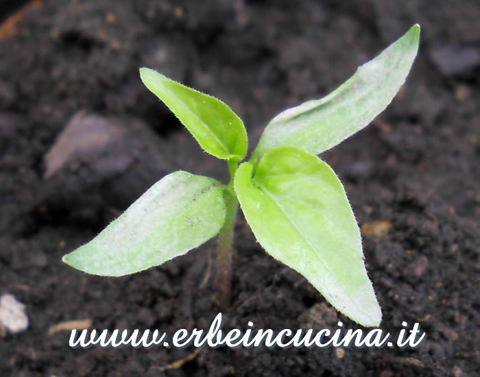 Giovane pianta di peperoncino Zavory / Zavory chili pepper, young plant